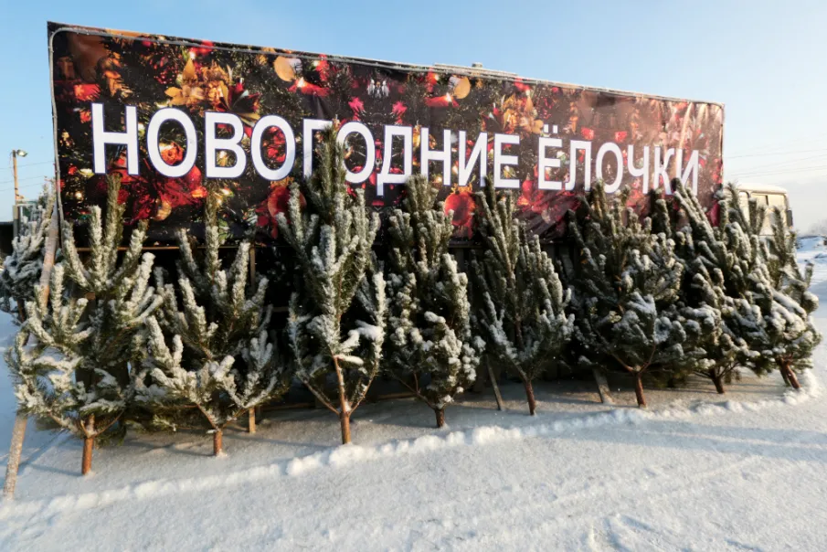 Определено место для торговли елями и (или)деревьями других хвойных пород для новогодних праздников.