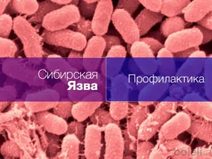 Памятка для населения по профилактике сибирской язвы