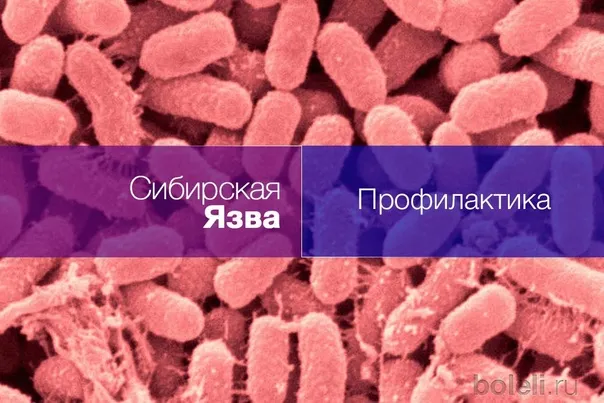Памятка для населения по профилактике сибирской язвы